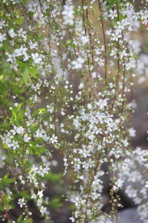 1797-12.4.1雪柳　ほわっと.jpg